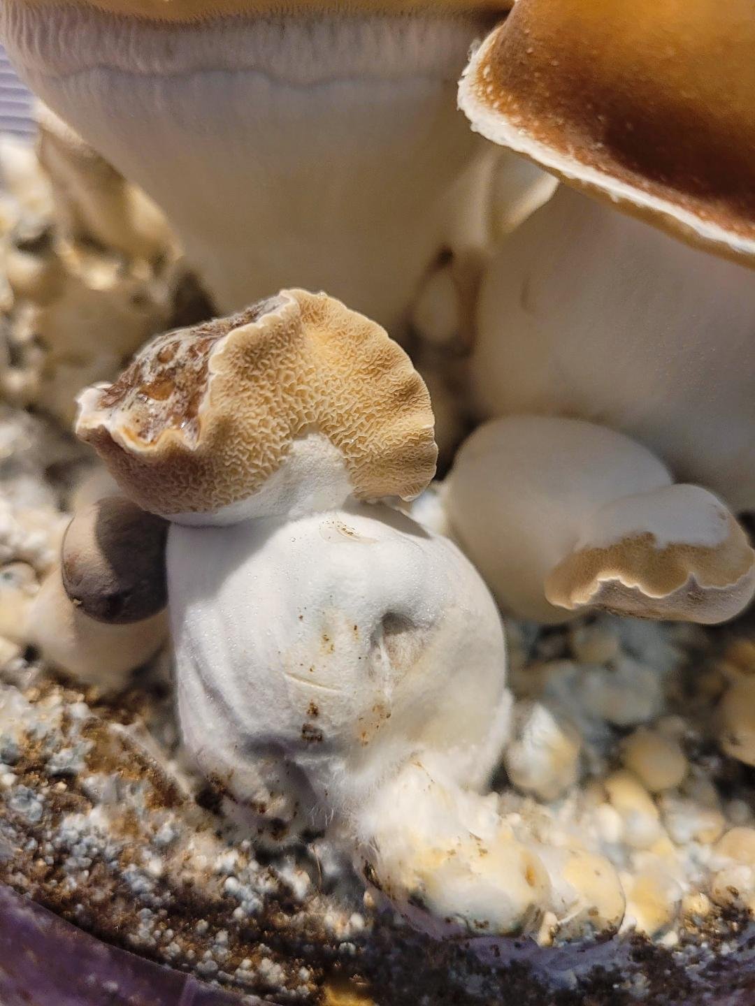 Cuttle Phish - Image 4