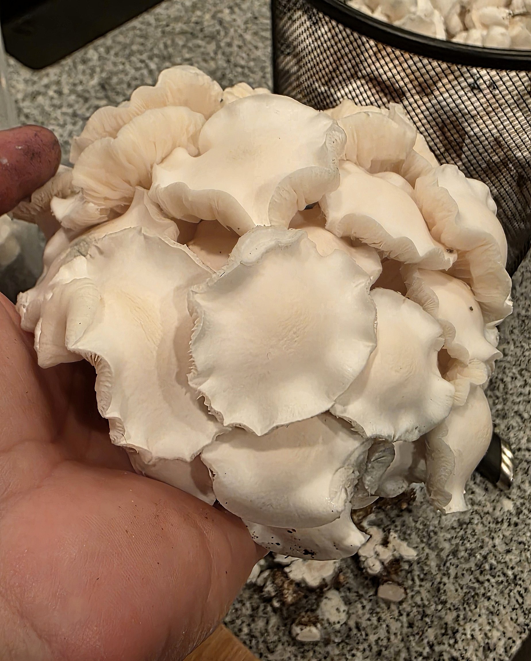 Hatmosphere - Image 3