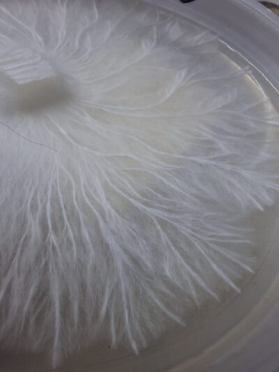 Colonized Plate - Ape