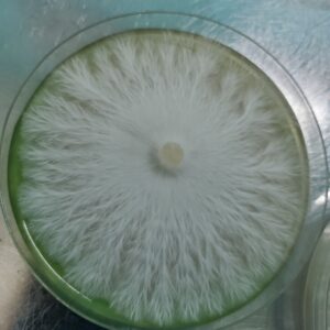 Albino Monsta Mak Research Plate 100mm