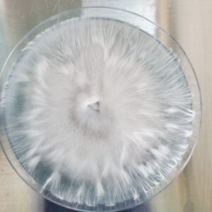 Full Metal APE Research Plate 100mm