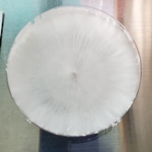 Panaelous Cyanescens “Jupiter FL” Wild Research Plate 100mm