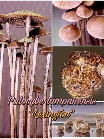 P Tampanensis "Lexington"