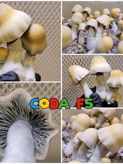 Coda Spore Syringe
