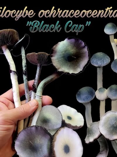 P ochra "Black Cap" Spore Syringe 10ml