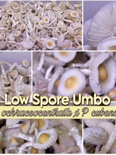 Low Spore Umbo (Ps ochra x jack frost) Spore Syringe 10ml