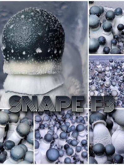 SNAPE F3 Spore Syringe 10ml