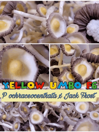 Yellow Umbo F7 (Ps ochra x jack frost) Spore Syringe 10ml