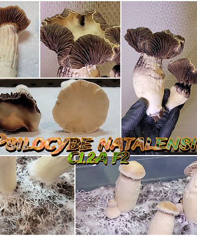 P Natalensis C1.2A " Spore Syringe 10ml
