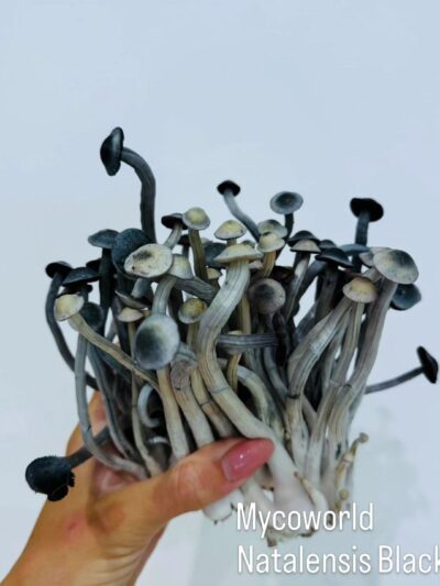 Psilocybe Ochra ceocentrata (Aff Nata lensis) Black Cap Spore Syringe 10ml
