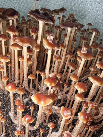 Psilocybe Mexicana "Ixhuacan" Spore Print