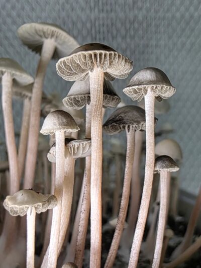  Panaeolus cyanescens “Déjà Vu Swab Set
