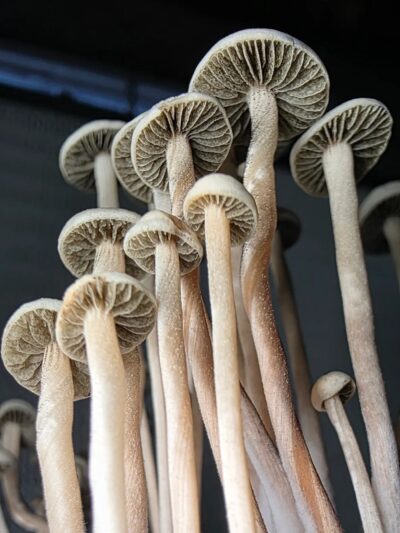 Panaeolus Cyanescens "Machete" Spore Print