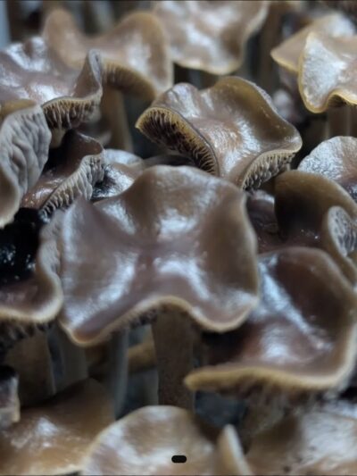 Psilocybe Ingeli (South Africa) Swab Set