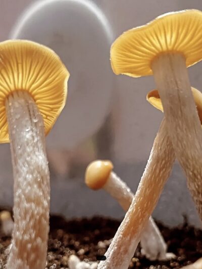 Psilocybe Subtropicalis "HVC" Swab Set
