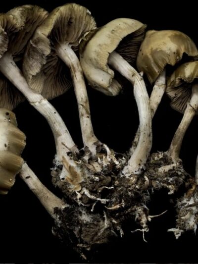 Psilocybe Ovoideocystidiata (Ohio) Swab Set