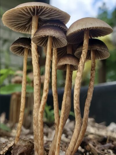 Psilocybe Tampanensis "ATL7" Spore Print