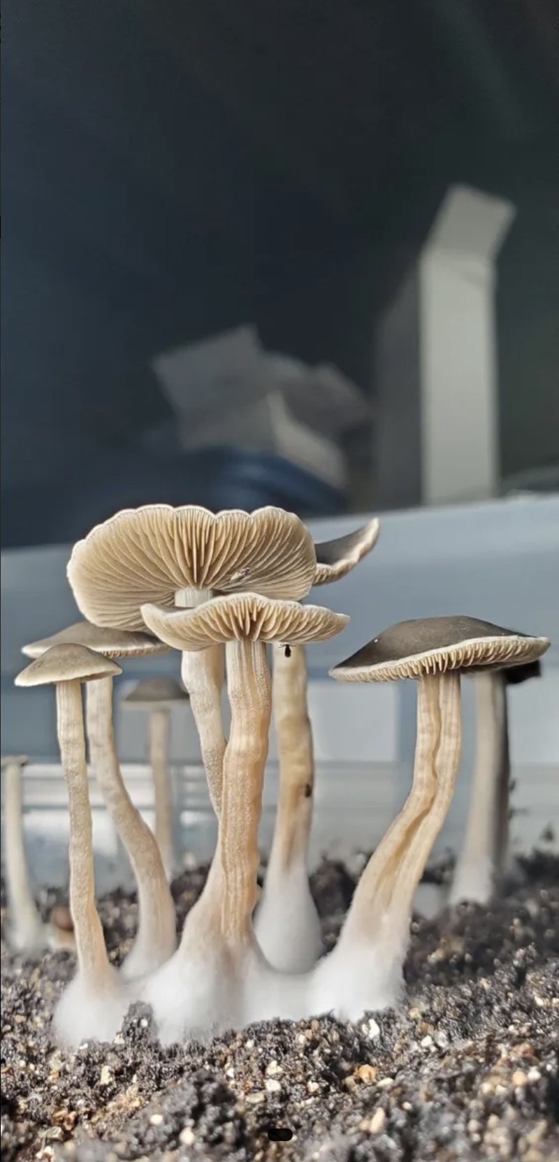 Panaeolus Bisporus Spore Print - Image 3