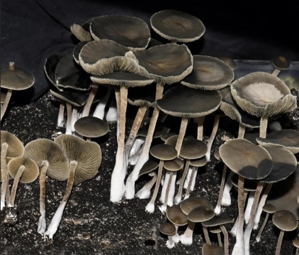 Panaeolus Bisporus Spore Print - Image 4
