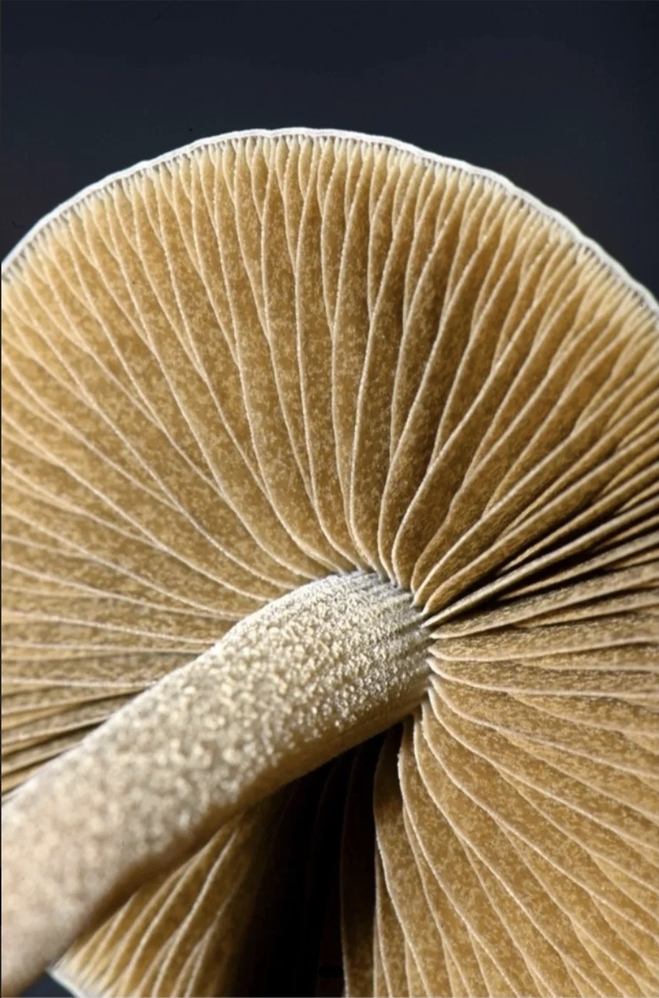 Panaeolus Bisporus Spore Print - Image 5