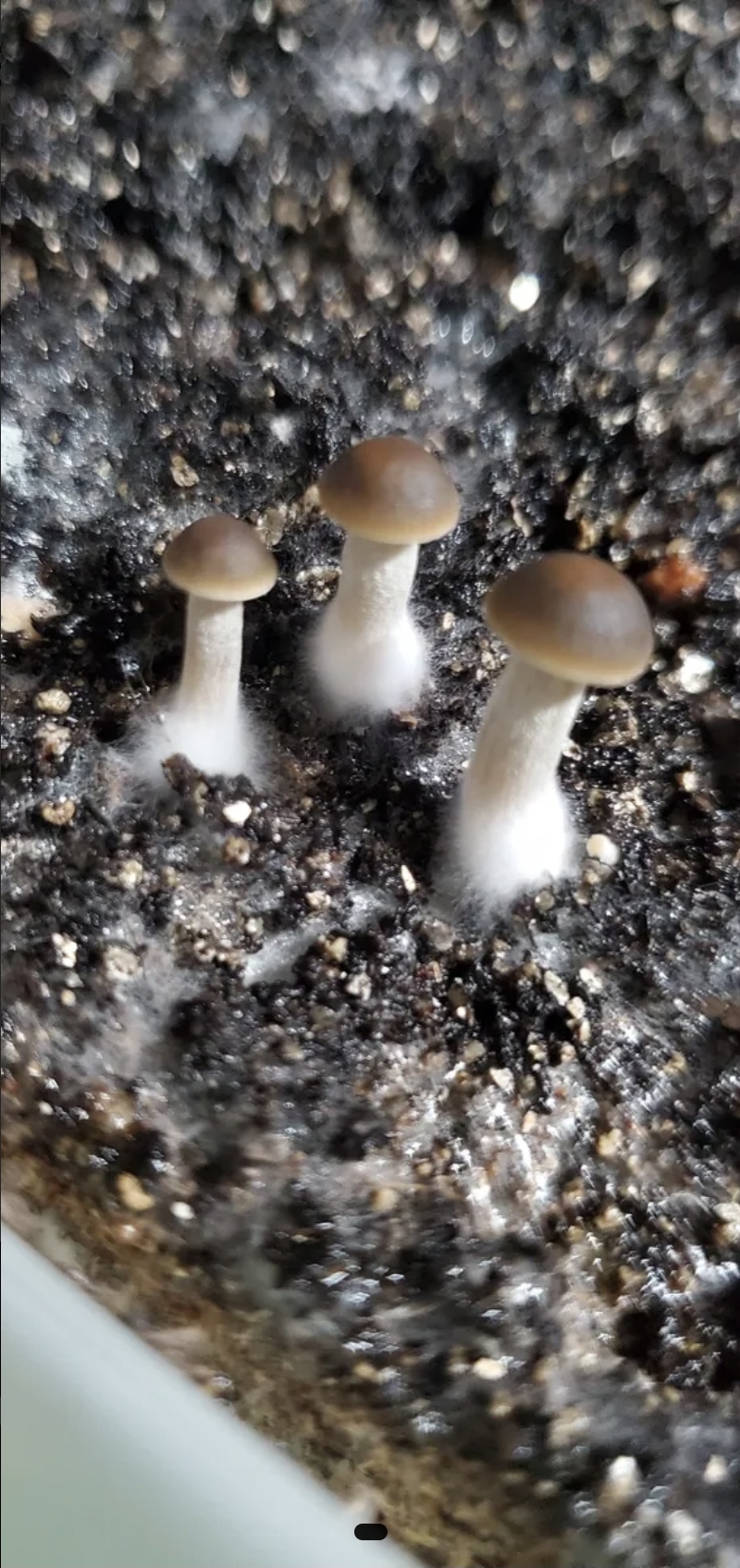 Panaeolus Bisporus Spore Print - Image 6