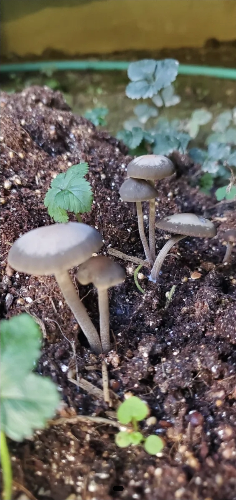 Panaeolus Bisporus Spore Print - Image 7