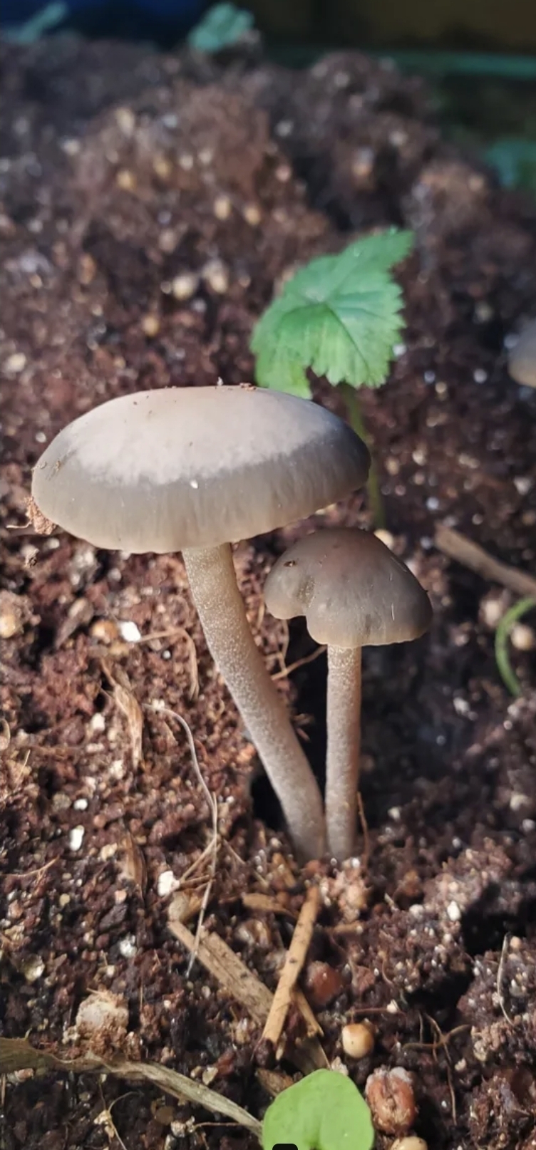 Panaeolus Bisporus Spore Print - Image 8