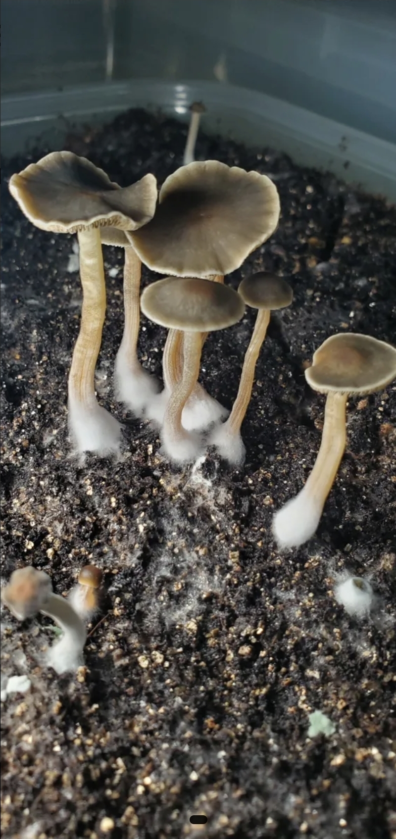Panaeolus Bisporus Spore Print - Image 9