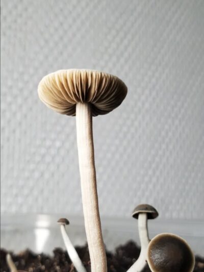 Panaeolus Bisporus Swab Set