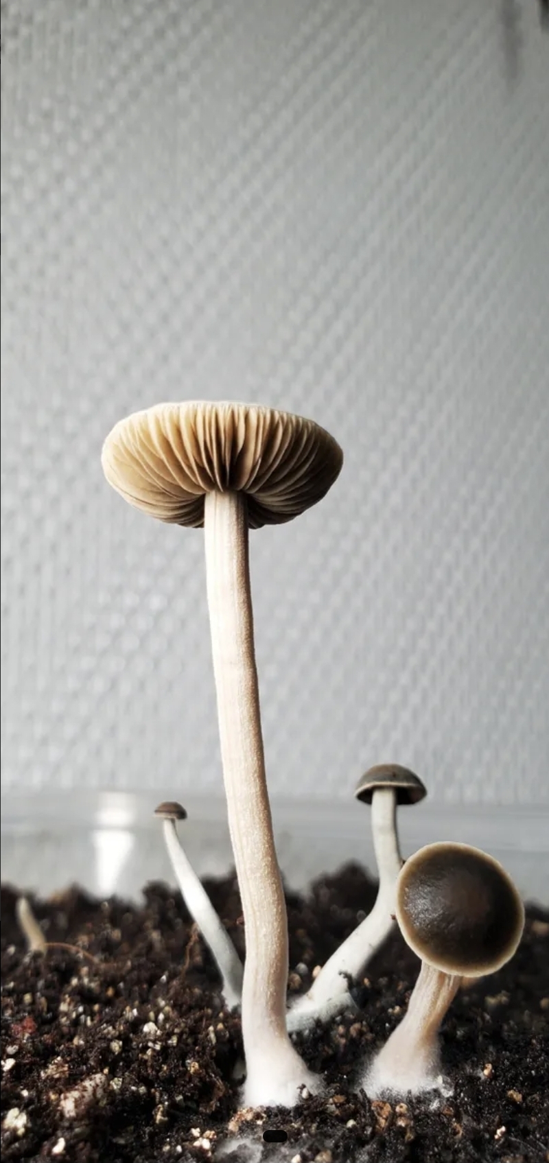 Panaeolus Bisporus Spore Print