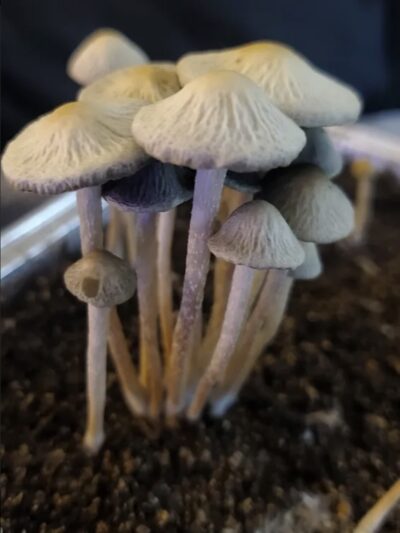 Panaeolus Cyanescens "Weza" (South Africa) Swab Set