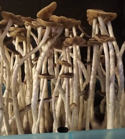 Psilocybe Ochraceocentrata Spore Print