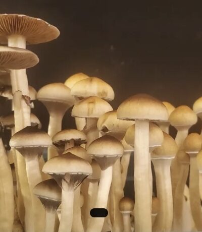 Brazil (Landrace) Spore Print