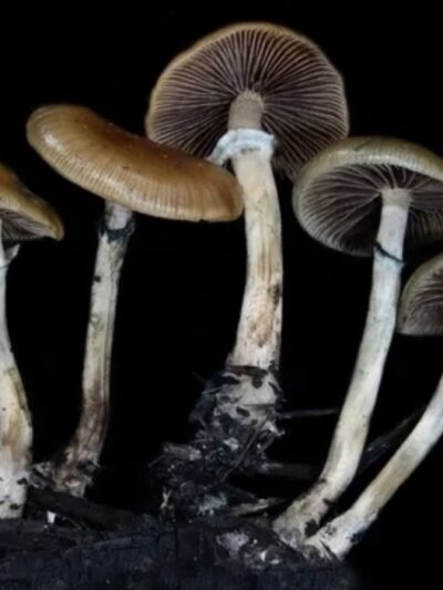 Psilocybe Stuntzii (Washington) Spore Print