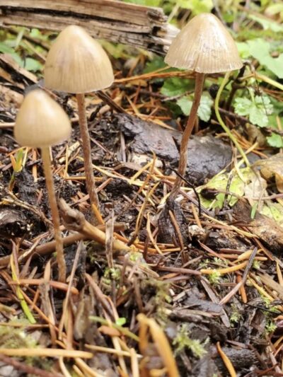 Psilocybe Pelliculosa (Washington) Spore Print