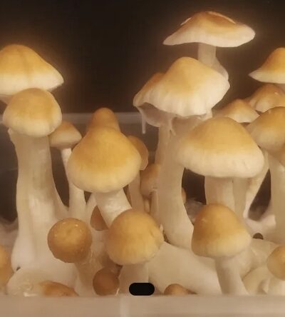 Louisiana Lust Spore Print