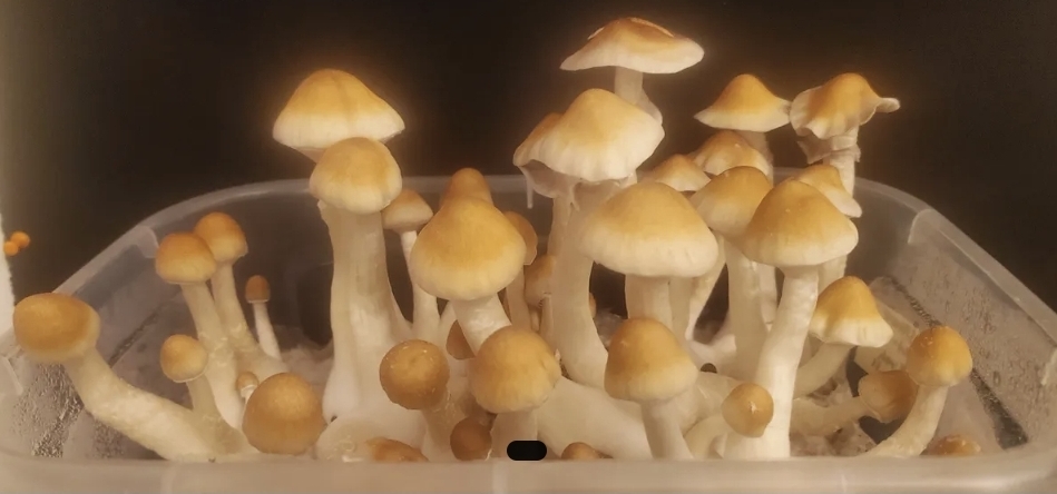 Louisiana Lust Spore Print