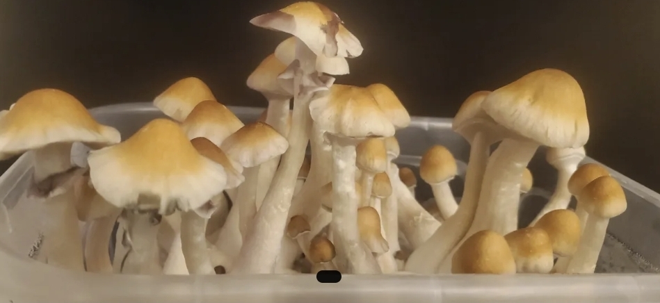 Louisiana Lust Spore Print - Image 5