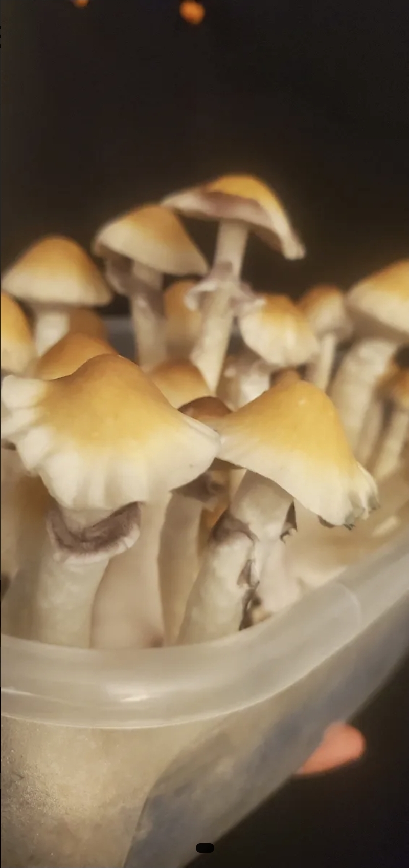 Louisiana Lust Spore Print - Image 4