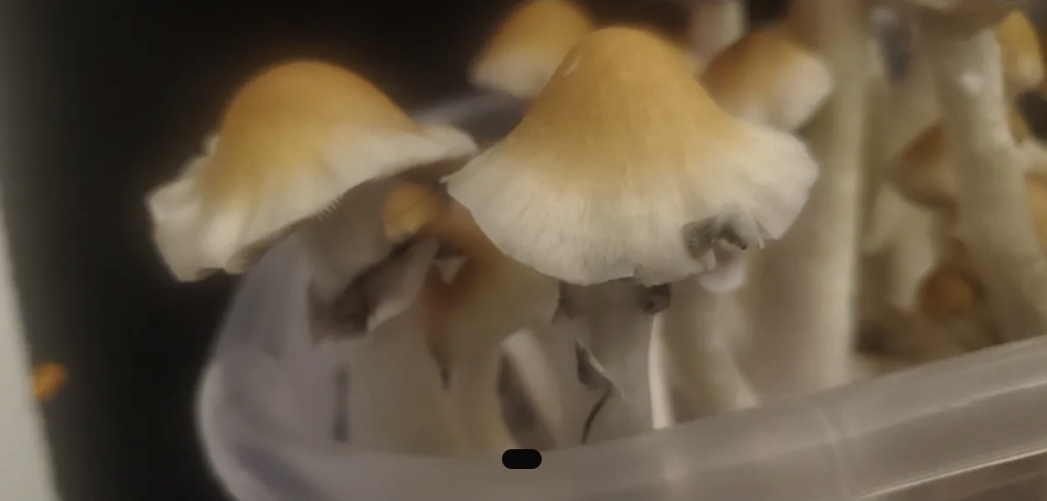 Louisiana Lust Spore Print - Image 3