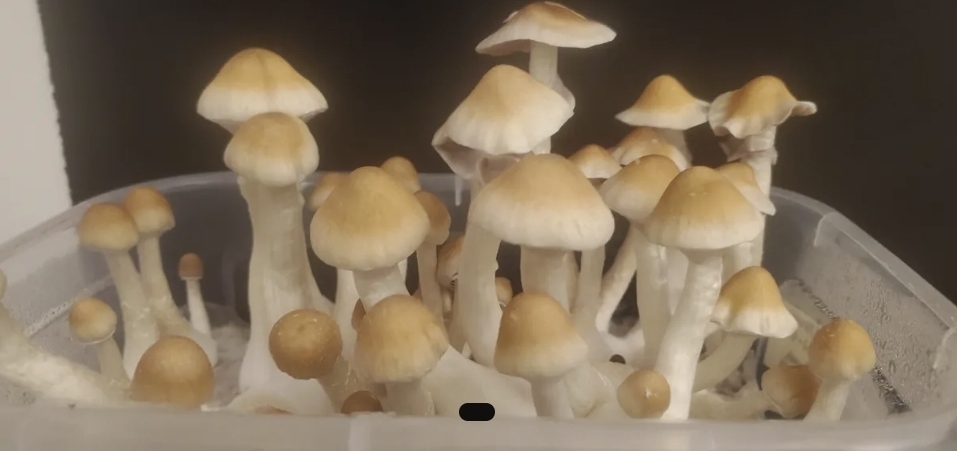 Louisiana Lust Spore Print - Image 2