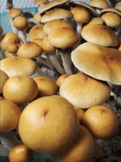 Cambodian Landrace Spore Print
