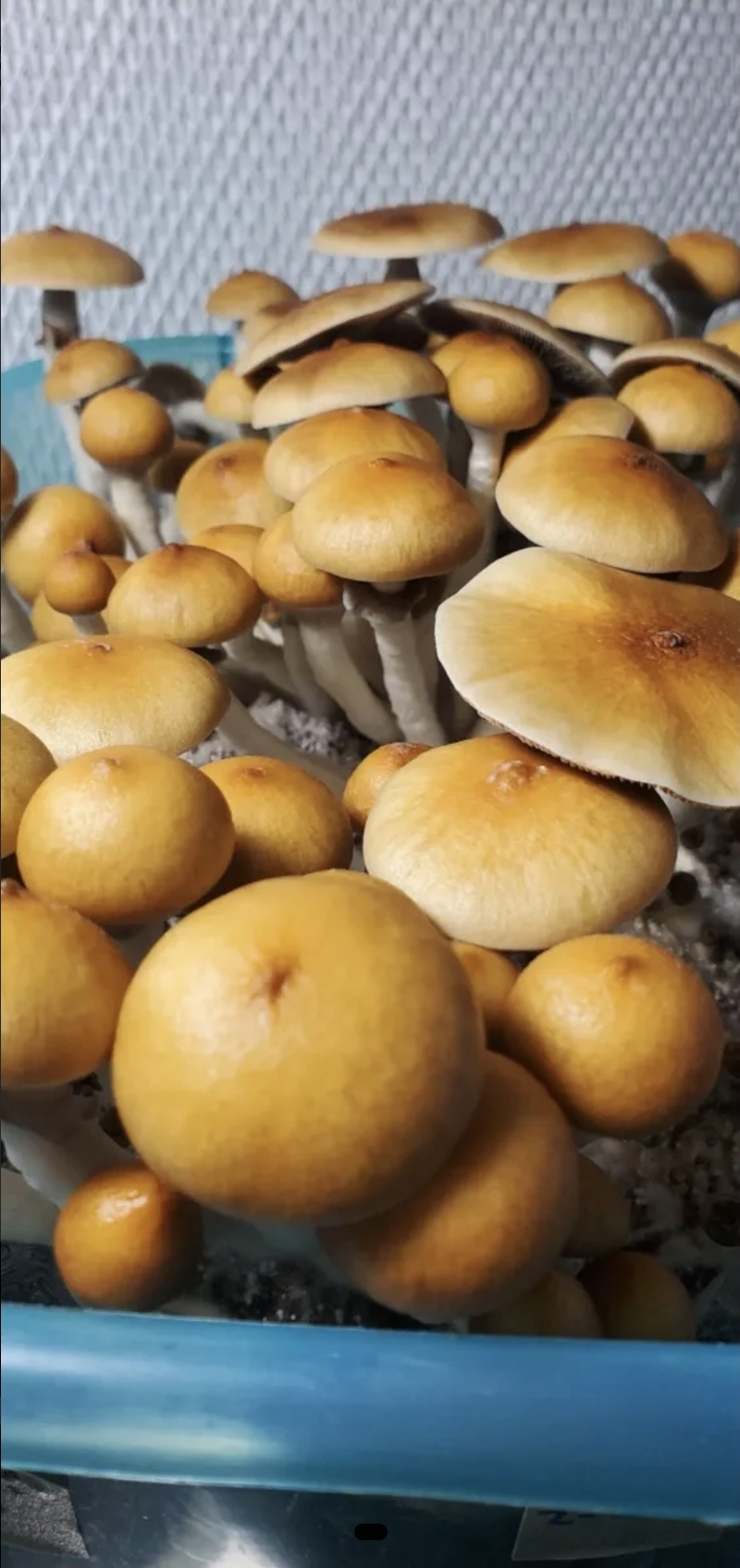 Cambodian Landrace Spore Print