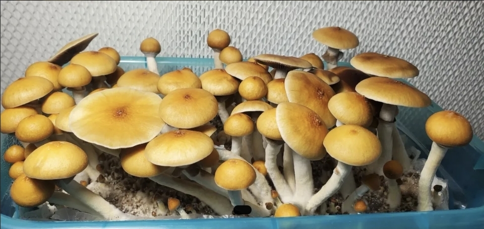 Cambodian Landrace Spore Print - Image 3