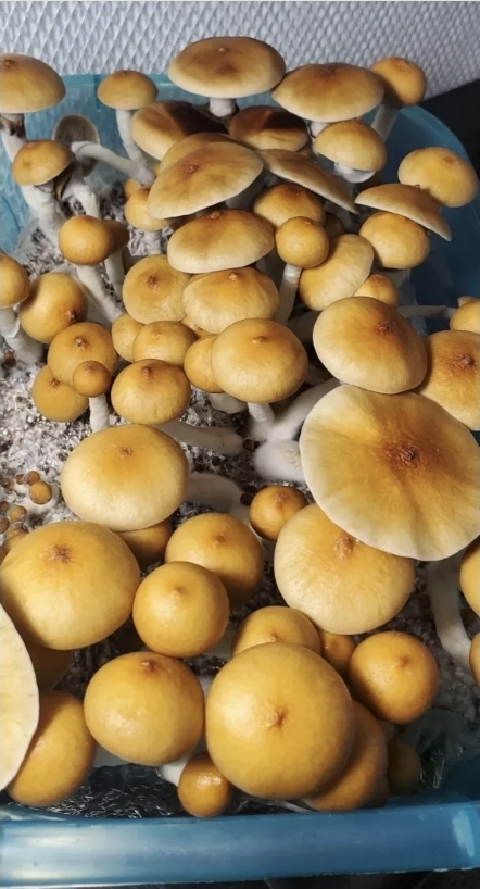 Cambodian Landrace Spore Print - Image 2