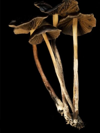 Psilocybe Mexicana "Monte Grande" Swab Set
