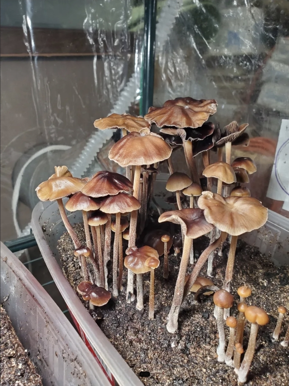 Psilocybe Mexicana "Monte Grande" Swab Set - Image 3