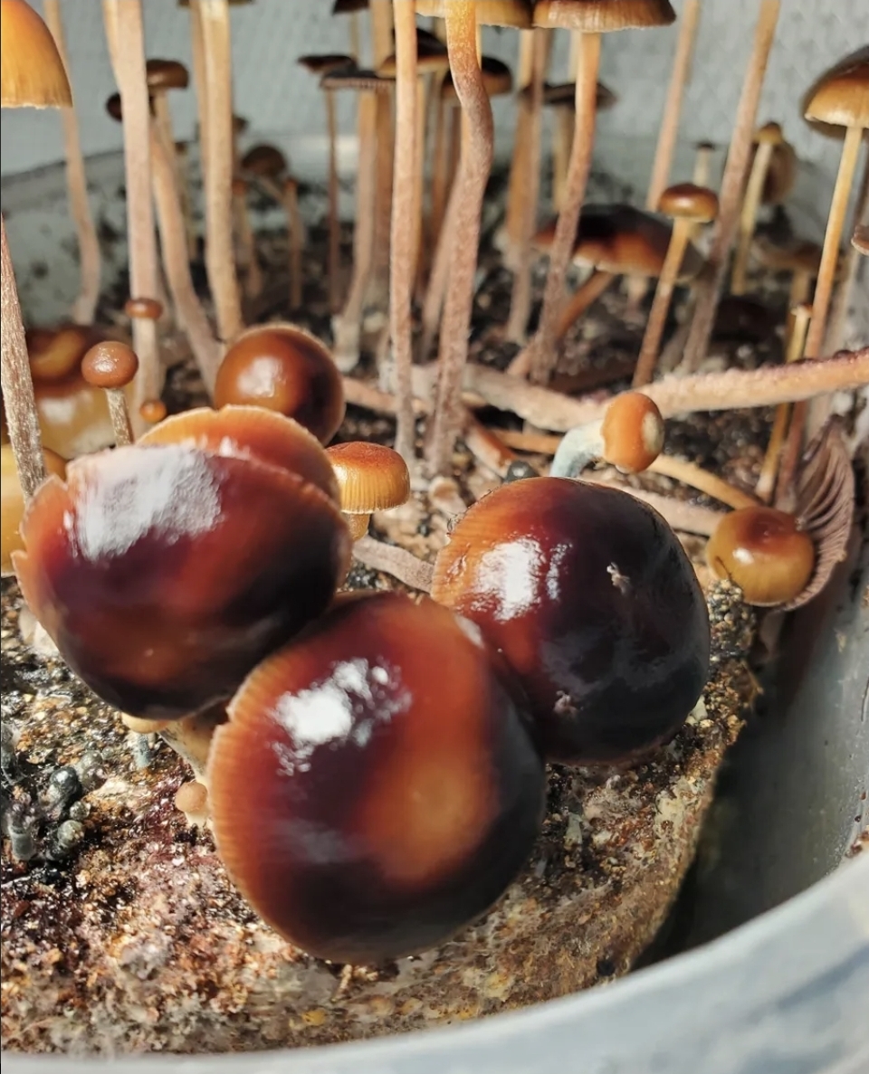 Psilocybe Mexicana "Monte Grande" Swab Set - Image 4