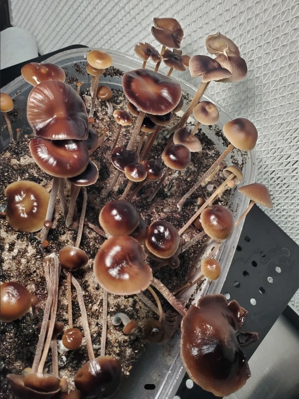 Psilocybe Mexicana "Monte Grande" Swab Set - Image 5
