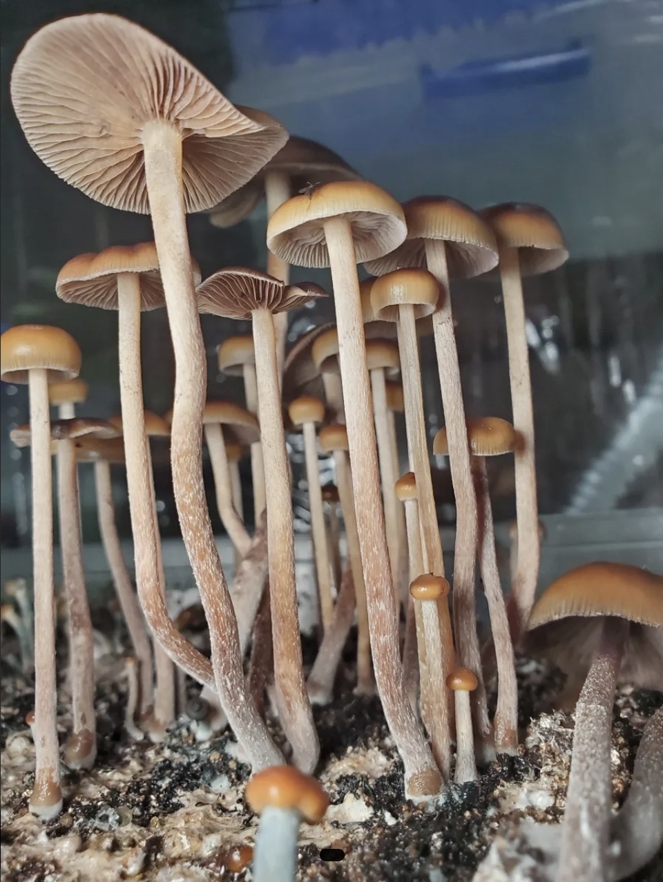 Psilocybe Mexicana "Monte Grande" Swab Set - Image 6